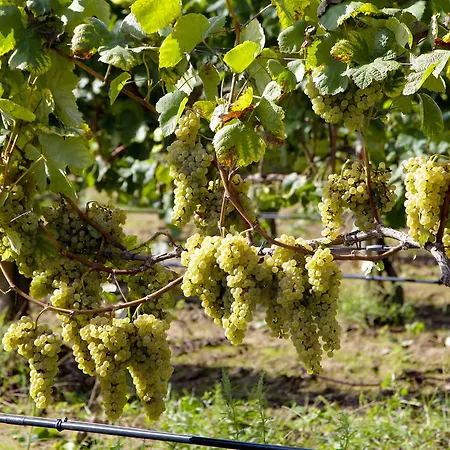 Gospodarstwo agroturystyczne Casa Lata - E Enoturismo Amares