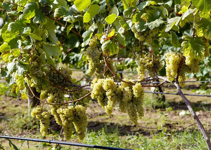 Feriegård Casa Lata - E Enoturismo Amares